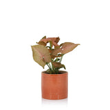 Syngonium Pink Butterfly in ceramic pot