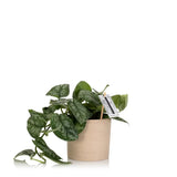 Satin Pothos    pot sold seperately