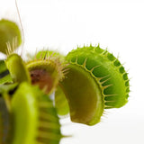 Carnivorous/ Venus Fly Trap Plant