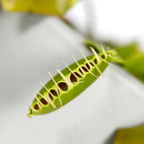Carnivorous/ Venus Fly Trap Plant